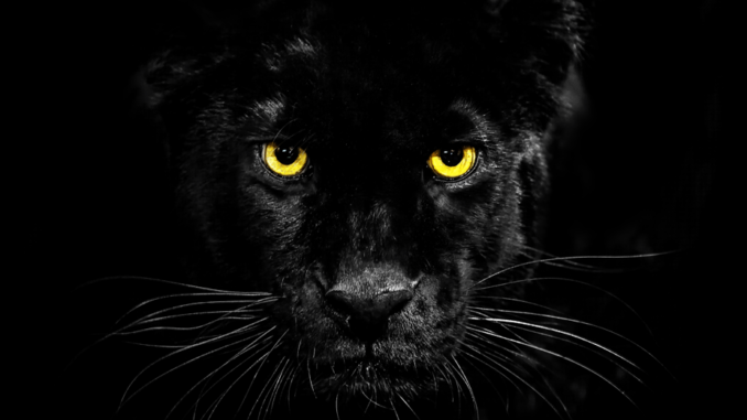 black_panther